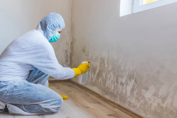 Black mold inspection in Bedminster